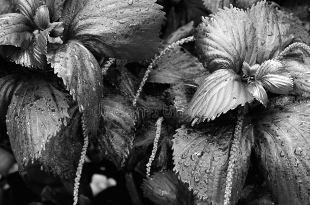 激情植物采用黑的和白色的