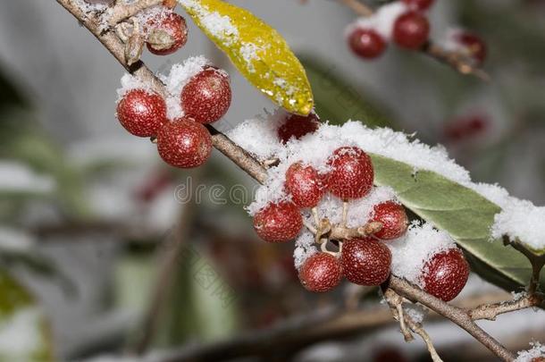 成熟的秋橄榄浆果胡颓子属猪苓是在下面雪