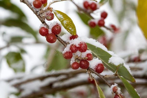 成熟的秋橄榄浆果胡颓子属猪苓是在下面雪