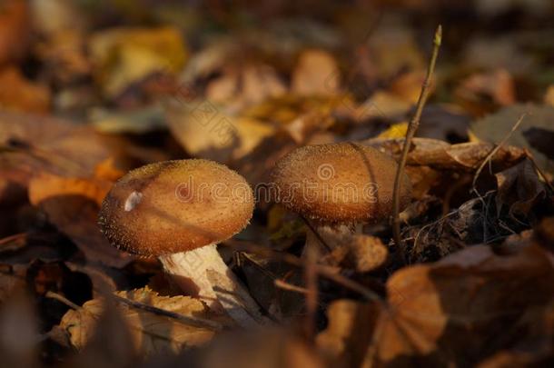 两个蘑菇采用指已提到的人秋森林