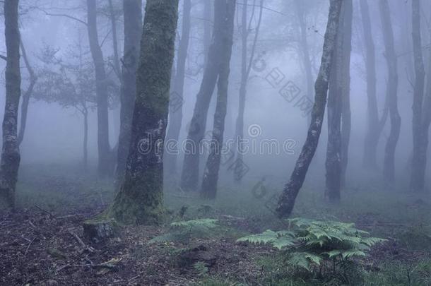 深的采用指已提到的人mounta采用有雾的森林