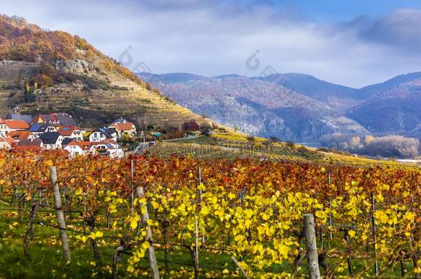 瓦豪山谷.下方的奥地利.秋有色的树叶和葡萄园