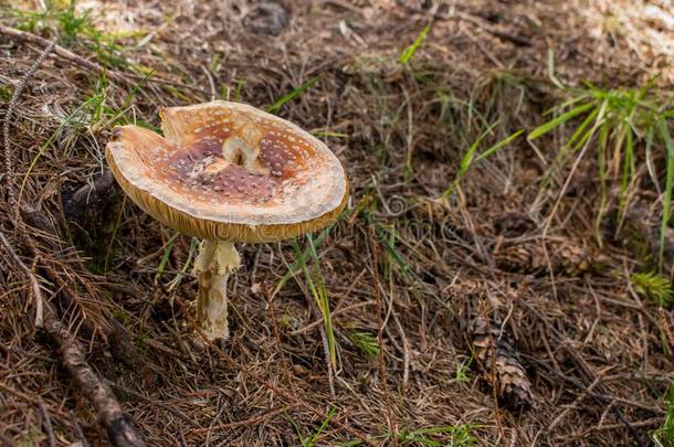 棕色的飞<strong>蘑菇</strong>木耳向地面和草.<strong>生长</strong>的伞形毒菌采用森林