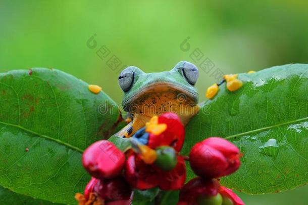飞行的青蛙向绿色的树叶,爪哇人树青蛙,树青蛙
