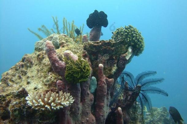 在水中的世界关于长滩岛岛,菲律宾.