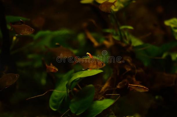 淡水的和海的水族馆和鱼,植物,写和粗腐殖质