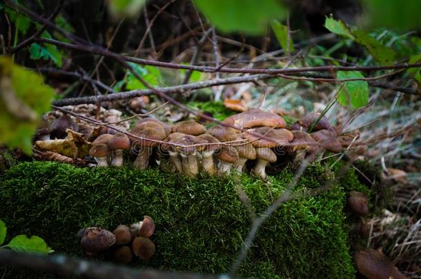 蜂蜜蘑菇木耳蘑菇.可以吃的蘑菇采用指已提到的人森林.