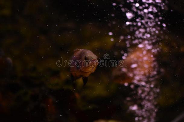 淡水的和海的水族馆和鱼,植物,写和粗腐殖质