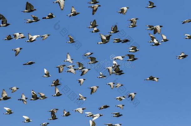 兽群关于速度速度比赛鸽子鸟飞行的反对清楚的蓝色天