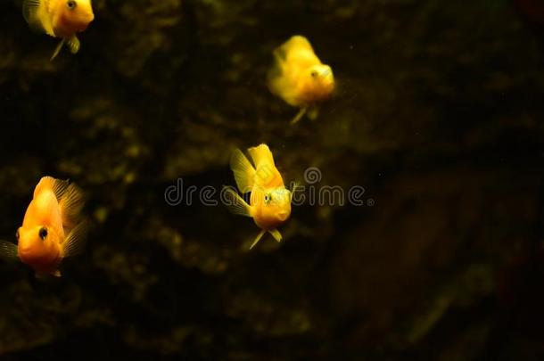 淡水的和海的水族馆和鱼,植物,写和粗腐殖质