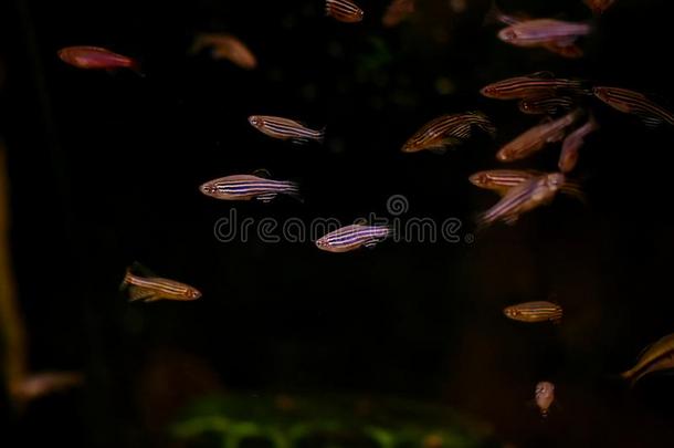 淡水的和海的水族馆和鱼,植物,写和粗腐殖质