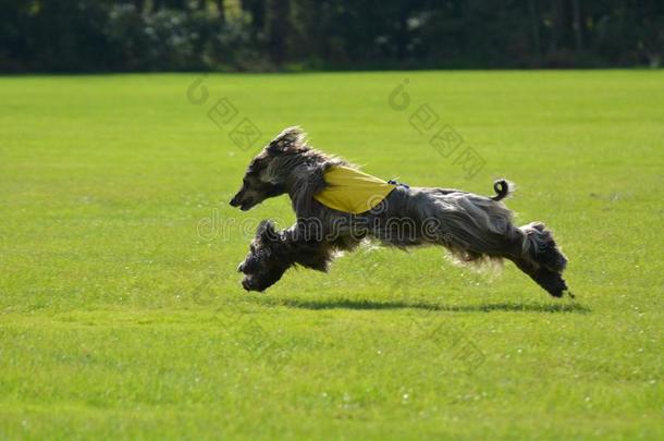 一种宽松的羊皮外衣猎狗吸引力奔驰在一事件.