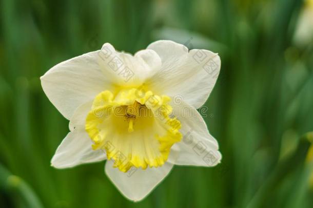 单一的白色的和黄色的水仙<strong>诗意</strong>装饰的花采用