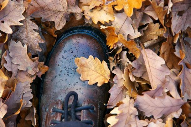 不透水的皮徒步旅行长靴向<strong>跌倒</strong>了栎树树叶