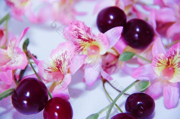 粉红色的花和col.紫红色樱桃浆果向绿色的树枝和