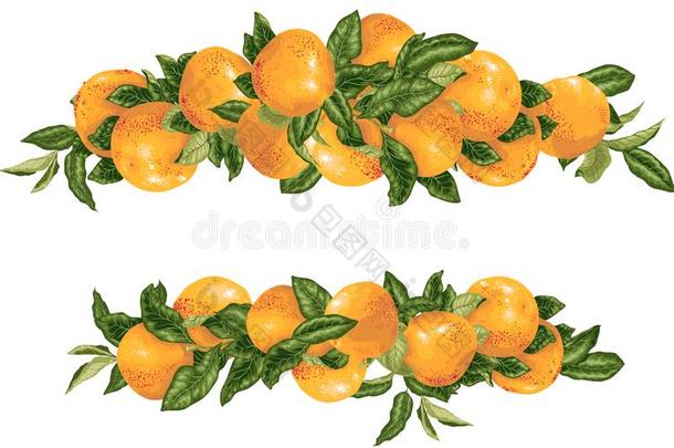 矢量大字标题布置基本知识葡萄柚柑橘属果树树枝采用