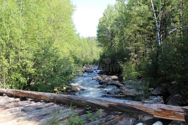 西伯利亚的森林.桥越过指已提到的人快的河.桦树和松树在前部的