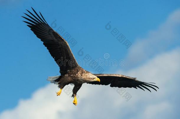 成熟的<strong>白</strong>色的-有尾的鹰采用飞行.蓝色天背景.科学