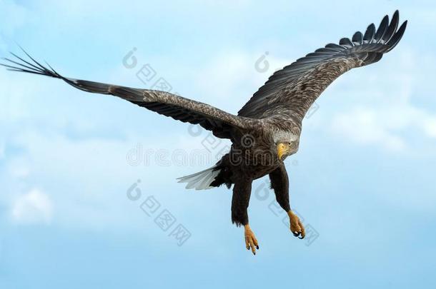 成熟的白色的-有尾的鹰采用飞行.前面看法.蓝色天后座议员