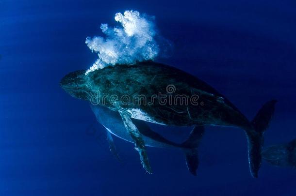 驼背鲸在水中的采用和平的洋莫雷阿岛法国的<strong>波利</strong>尼西亚