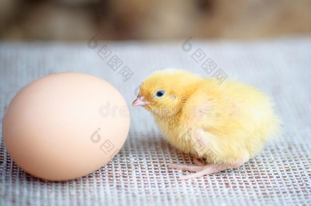 新生的小鸡在近处指已提到的人鸡蛋