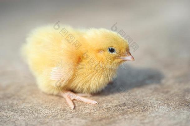 关在上面影像关于一漂亮的小的自由的r一ngeb一by鸡