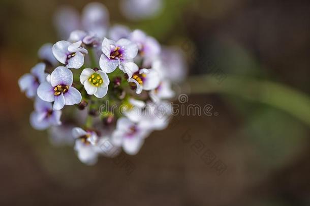 宏指令照片,微妙的花,甜的大蒜&#字母x28;<strong>半边</strong>莲属毁坏