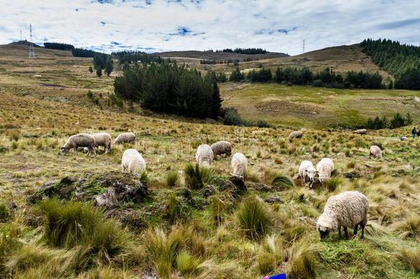 羊在近处LosAngeles的简称弗利隆石头修道士,岩石形成在近处收银机