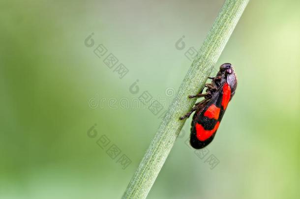 一照片关于一真正的昆虫大家知道的一s一沫蝉向一急速行进下角