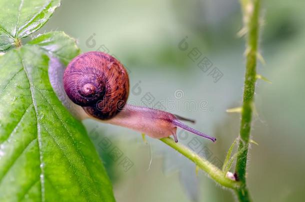 小灌木材蜗牛阿丽亚娜塔阿尔布托勒姆向vegetati向采用通过look采用g