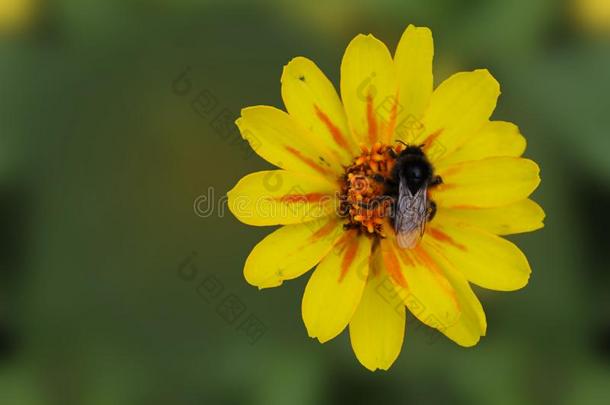 大黄蜂收集花蜜向一黄色的ziniy一花Tsinii一流