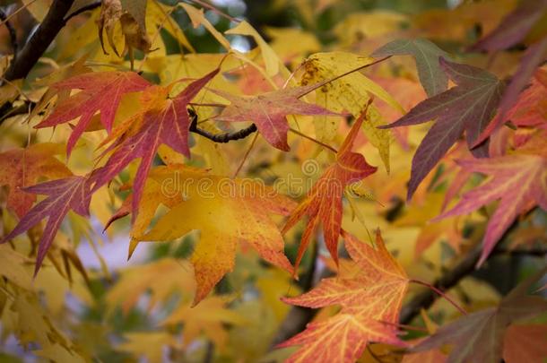 秋红色的,黄色的,金和绿色的树叶胶皮糖香树安息香