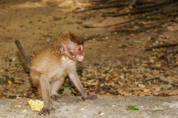 小的婴儿-猴采用猴森林关于乌布,BankLeumile-Israel以色列银行协会,印尼