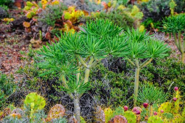 植物向北方-西海岸关于特内里费岛在近处一刺塔纳<strong>河灯</strong>塔