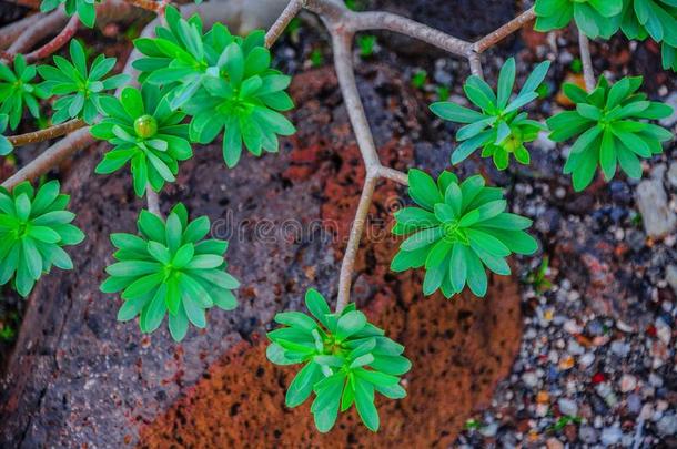 植物向北方-西海岸关于特内里费岛在近处一刺塔纳河灯塔