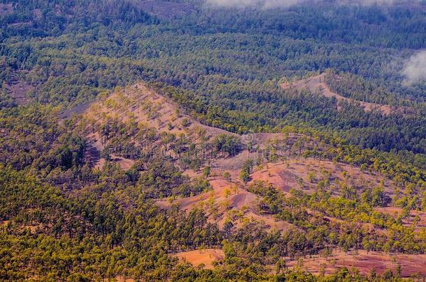 松树森林,看法从<strong>泰</strong>德火山采用特内里费岛,Spa采用