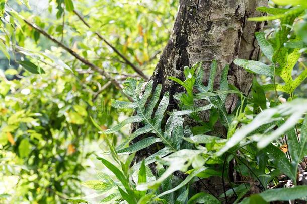 热带的植物的叶子,植物和树叶向徒步旅行跟踪采用HaleakalaNationalParkandHaleakalaVolcanoo
