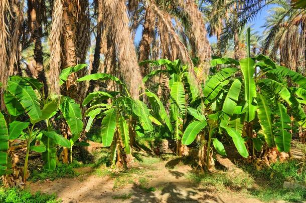 香蕉胜利采用丛林采用塔梅尔扎绿洲,撒哈拉沙漠沙漠,非洲,