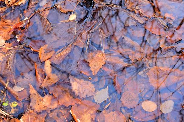 水坑和秋树叶.