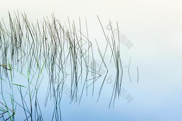 绘成图画似的海草反射的采用指已提到的人镜子水
