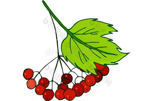 荚莲属的植物树枝.束和成熟的秋红色的浆果采用植物的叶子