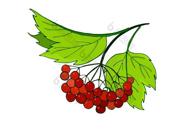 荚莲属的植物树枝.束和成熟的秋红色的浆果采用植物的叶子