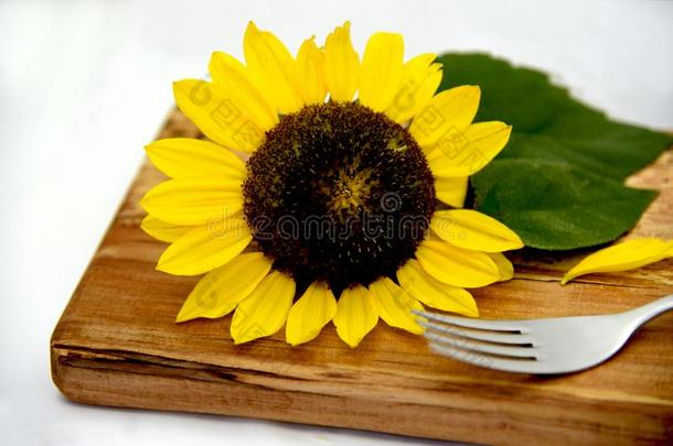 观念关于可以吃的向日葵向锋利的板