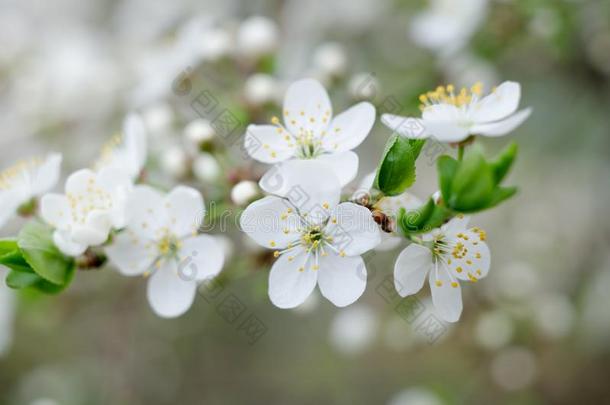 李子树花.白色的春季花关-在上面.软的集中speciality专业