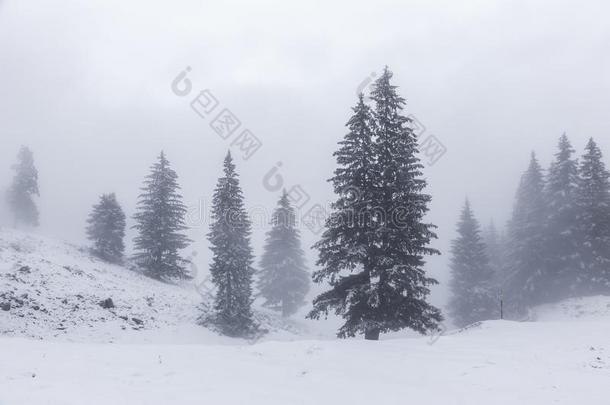<strong>身材</strong>高的松树树采用白色的薄雾采用指已提到的人喀尔巴阡山脉的mounta采用s
