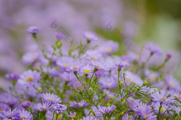 终年的花园阿斯特关于紫罗兰颜色.秋的花园花