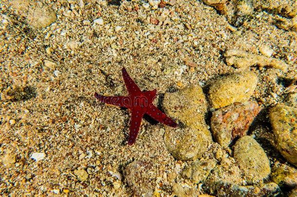 海星向指已提到的人海底采用指已提到的人红色的海