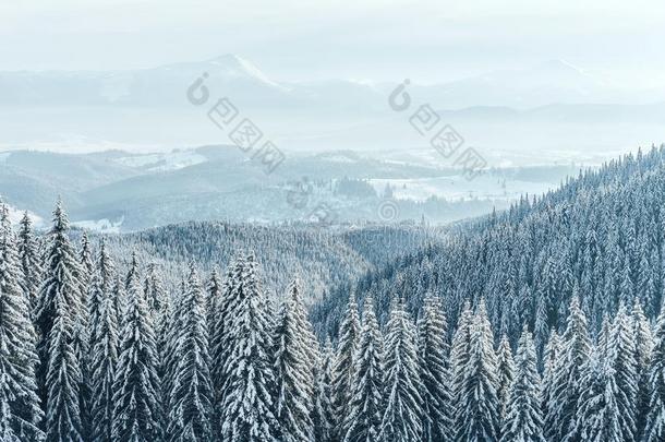 圣诞节背景和<strong>下雪</strong>的冷杉树和重的<strong>下雪</strong>