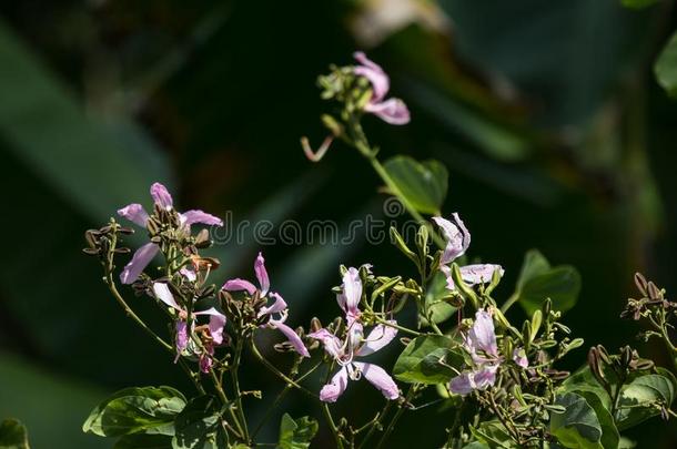 粉红色的花或羊蹄甲属植物花