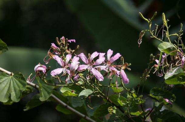 粉红色的花或羊蹄甲属植物花